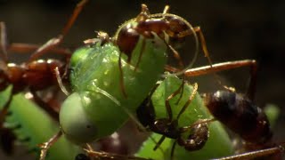 Praying Mantis Decapitated by Ant Swarm  Superswarm  BBC Earth [upl. by Reidar]