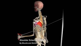 Shoulder External Rotation  3D Anatomy [upl. by Eglanteen512]