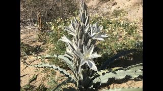 Hesperocallis undulata desert lily [upl. by Dare]