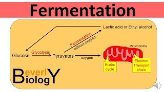 Glycolysis and Fermentation updated [upl. by Enyedy698]