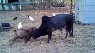 Bull amp Goat head butting [upl. by Shaer]