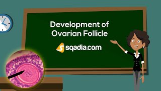 Development of Ovarian Follicle  Embryology Anatomy Animation  VLearning™  sqadiacom [upl. by Luapnhoj]