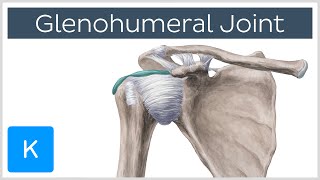 Scapulohumeral Rhythm Shoulder Abduction with Muscular Analysis [upl. by Gaylord834]