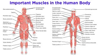 The Muscular System [upl. by Runkel209]