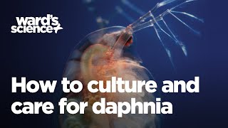 Caring and Culturing for Daphnia [upl. by Nomaj]