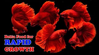 How to make Betta Food for Rapid Growth [upl. by Rodama]