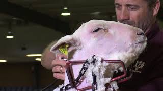 Shawn Ramsey  Managing 4H Sheep amp Goat Projects  Shearing the head of the Southdown lamb [upl. by Zea]