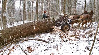 Gotta Protect That Outhouse  More Big Pine  Draft Horse Logging [upl. by Eckhardt]