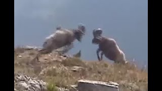 Rams Butting Heads  Glacier National Park  Bighorn Sheep [upl. by Andrade]