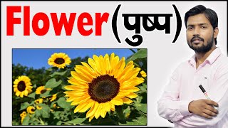 फूल के भाग  Parts of Flower  Structure of a Flower  Function of Flower  Botany [upl. by Aisylla797]