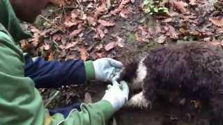 La ricerca del tartufo bianco  Siena Tartufi  Truffle hunting Tuscany [upl. by Jeromy]