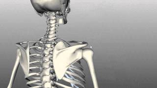 SHOULDER BIOMECHANICS  INTRODUCTION amp STERNOCLAVICULAR JOINT ANATOMYSHOULDER [upl. by Eilraep]