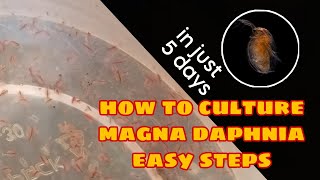 How to Culture Magna Daphnia Easily [upl. by Johanan]