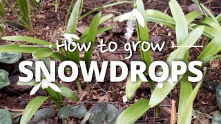 A Simple Guide to Growing Snowdrops [upl. by Neff89]