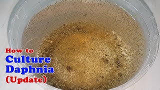 How to Culture Daphnia Update with ZERO Cost  Unlimited Live Food for Our Fish [upl. by Leraj119]