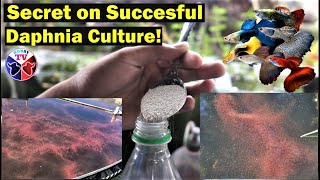 How to Culture Daphnia Successfully [upl. by Recor]