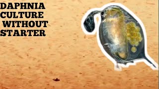 HOW TO CULTURE DAPHNIA NATURALLY WITHOUT A STARTER [upl. by Abagael129]