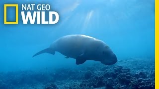 The Dugong the Oceans Vacuum Cleaner  Wild Egypt [upl. by Alexis823]