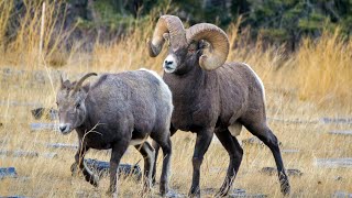 The Bighorn Rut is Coming [upl. by Netsrek]