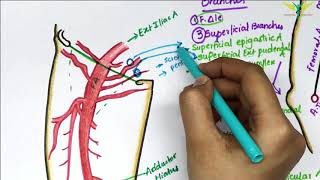 Femoral Artery Anatomy  Origin  Branches  Clinical [upl. by Wally]