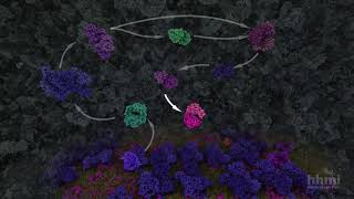 Glycolysis  HHMI BioInteractive Video [upl. by Adnalahs]