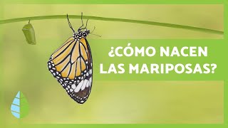 Cómo nacen LAS MARIPOSAS 🦋 Tipos hábitat y Curiosidades [upl. by Igal]