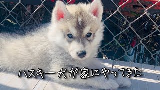 【ハスキー犬】モフモフな子犬をお迎えしてみた [upl. by Bokaj]