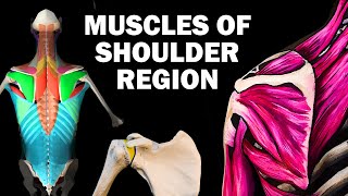 Shoulder Dislocation explained in 90 seconds [upl. by Annahsor420]