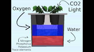 Off the grid hydroponics the Kratky method [upl. by Andromeda958]