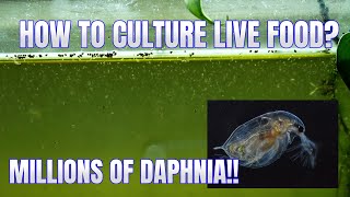 How to Culture Daphnia Secret Method to Breed MILLIONS  Simply Aquatic [upl. by Yssirc]