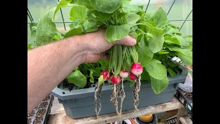 Hydroponic Radishes Using Kratky Set And Forget It Method [upl. by Rekoob935]