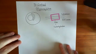 NLinked Glycosylation Part 1 [upl. by Remos]