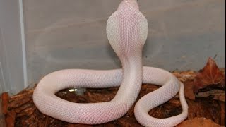 The White Leucistic Cobra [upl. by Sardella]