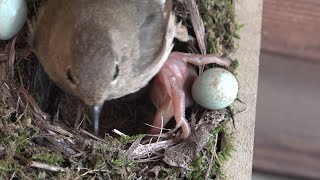 Cuckoo chick coup  Common cuckoos deposition Daurian redstart [upl. by Crosley275]