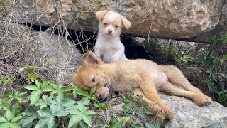 The cry for help of two dogs abandoned by their cruel owner on the side of the road and I saved them [upl. by Naitsihc]