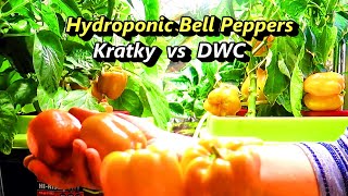 Hydroponic Peppers from Seed to Harvest Kratky vs DWC Comparison [upl. by Durtschi803]