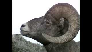 Big Horn Sheep Hunter ID [upl. by Iny]