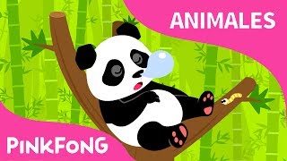 Ni Hao Panda  Panda  Animales  PINKFONG Canciones Infantiles [upl. by Ataliah]