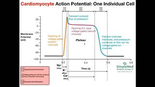 Cardiac Muscle Action Potential Diagram EXPLAINED [upl. by Dlanigger493]