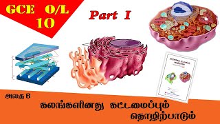 கலம்  Cell structure amp function  Grade 10 Science  GCE OL Tamil Medium [upl. by Shaum]