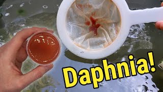 How I Culture Daphnia In Outdoor Tubs [upl. by Attolrac]