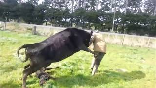 Mother Cow Protects Baby Calf Attacks Dairy Farmer [upl. by Akienahs]