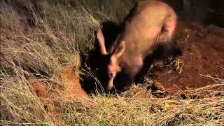 Wildlife Wonders Aardvark [upl. by Oileduab]