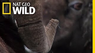 How Do Big Horn Sheep Butt Heads  Nat Geo Wild [upl. by Anitneuq]