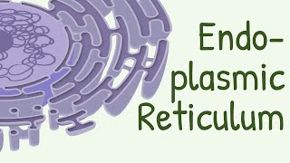 Endoplasmic Reticulum Structure amp Functions [upl. by Reena]