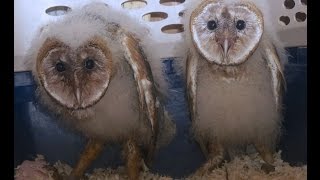 Baby Barn Owls [upl. by Siramed904]