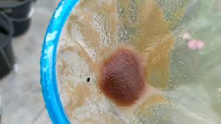 How to culture daphnia moina in a small container Part 1 English Subtitle [upl. by Bullough]