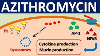 Azithromycin  Mechanism side effects precautions amp uses [upl. by Nennarb779]