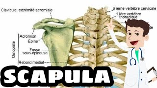 COURS DANATOMIE LA SCAPULA OMOPLATE [upl. by Quar360]