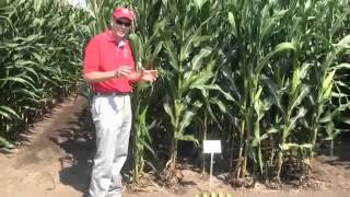 Corn Row and Plant Spacing for Better Yield [upl. by Aidam133]